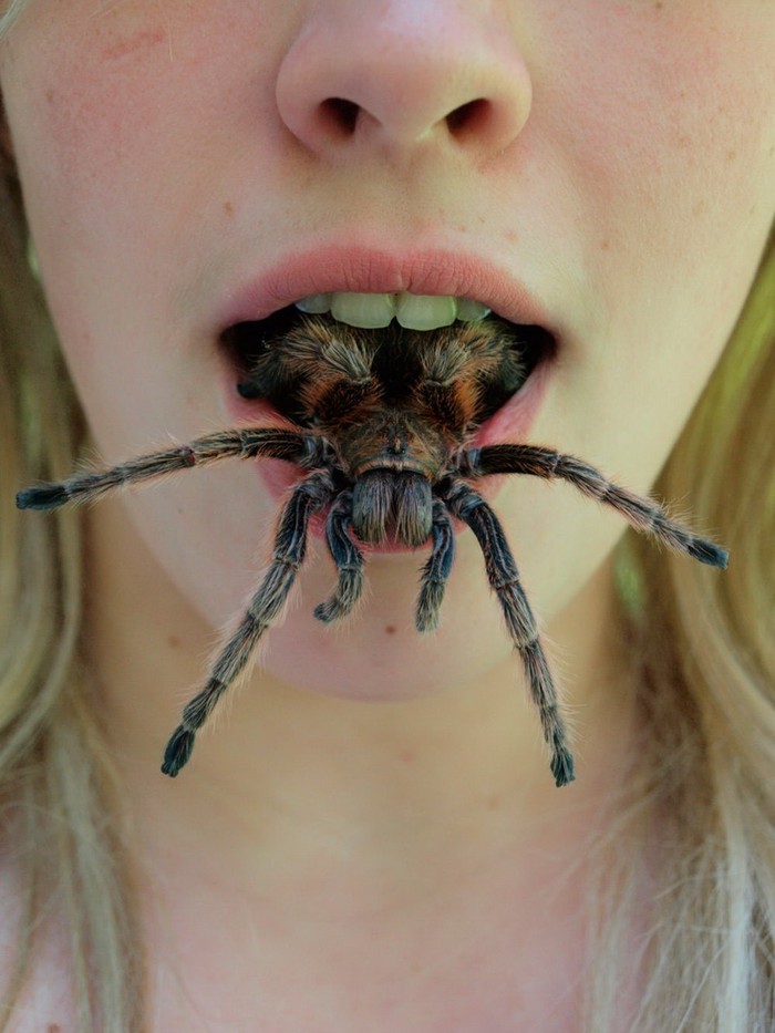 Tarantule su "in": Hrskave i pune proteina, umjesto čipsa