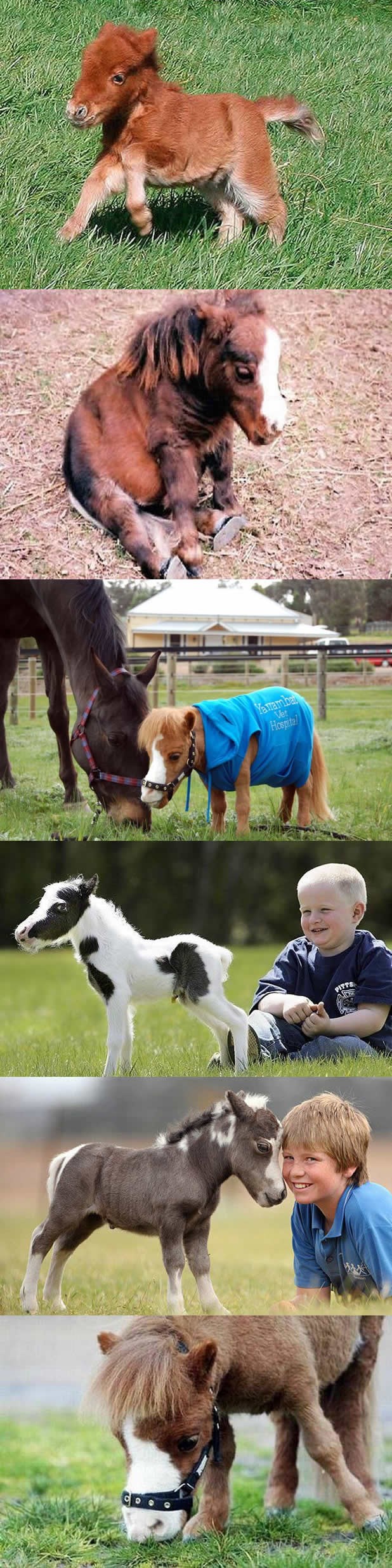 Preslatki majušni konjići dangube livadom