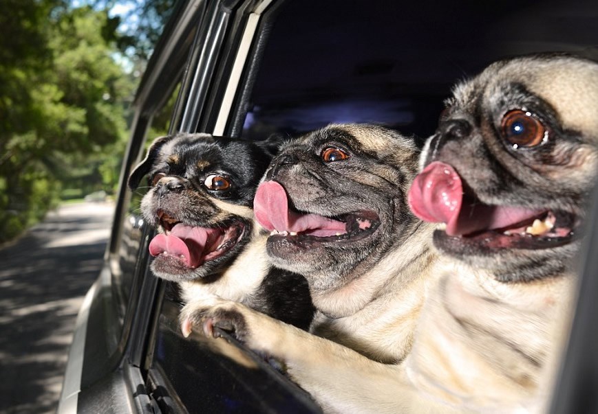 Sreća najveća kad se krene na izlet