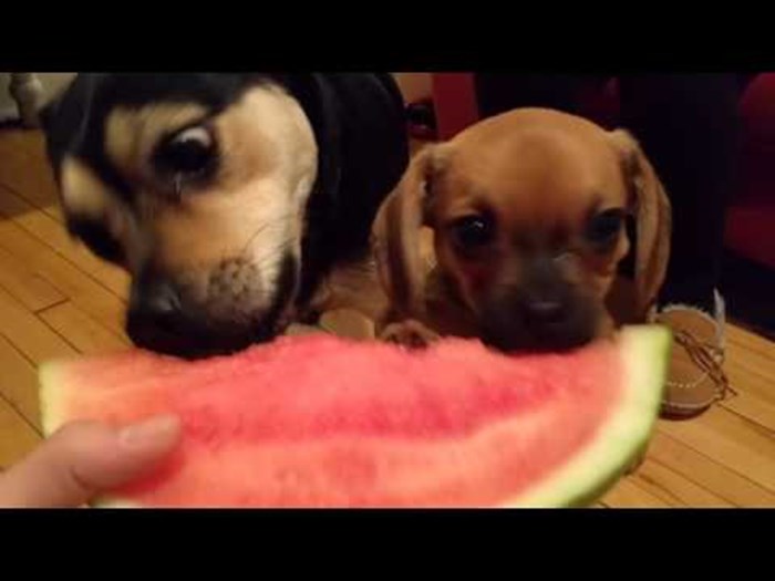 Minijaturni psić prvi put probao lubenicu i ne može se zasititi!