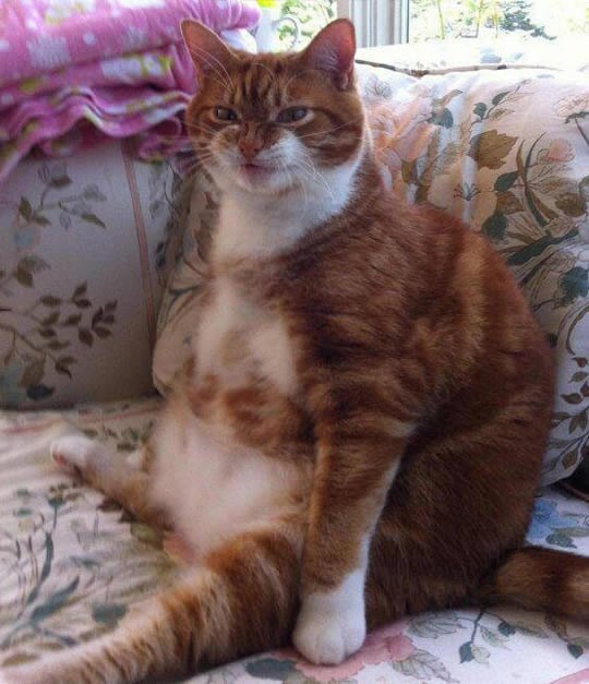 Tko je rekao "dijeta", TKO!?