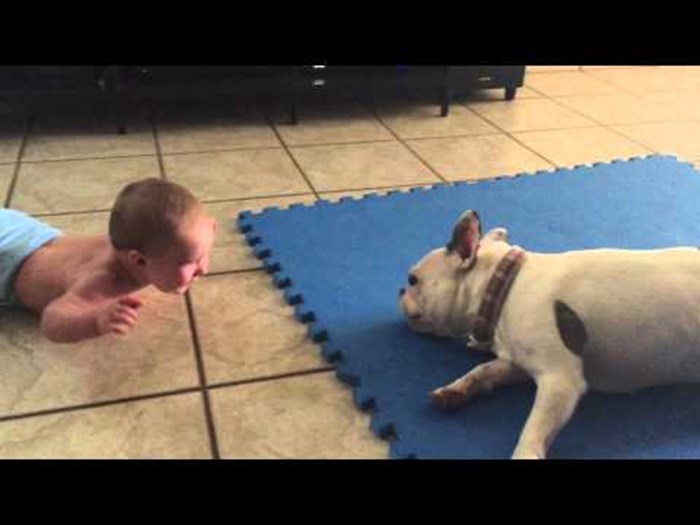 Francuski bulldog zabavlja bebu na najslađi mogući način!
