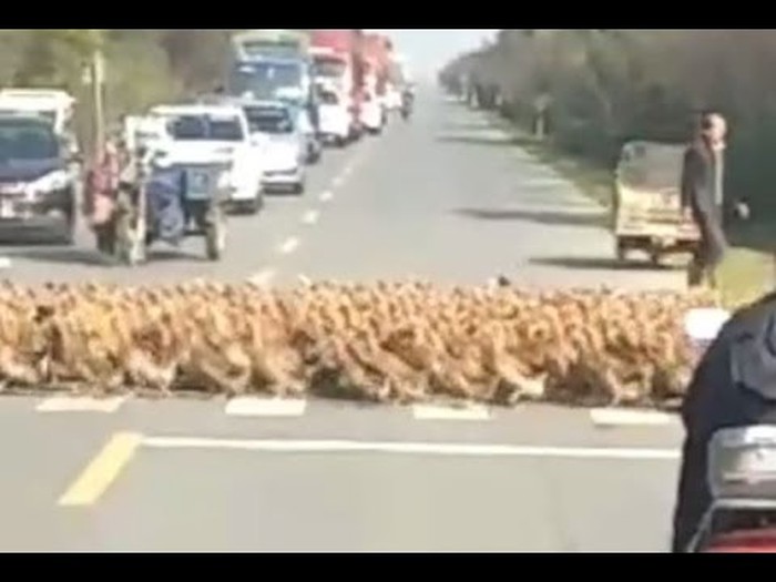 VIDEO Što je gore čekati, prolazeći vlak ili 20 000 pataka?