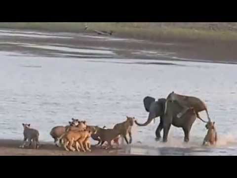 VIDEO: Udri, slone, ne daj da te slome! Mali preživio napad čopora lavova!