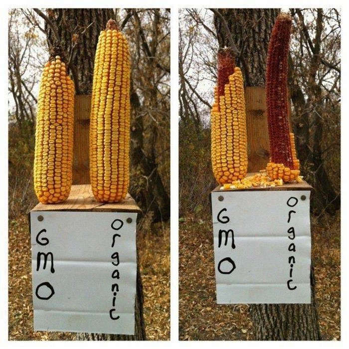 Životinje mrze GMO: Pokus sa kukuruzom