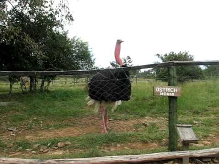 Ovako su se glasali dinosauri?