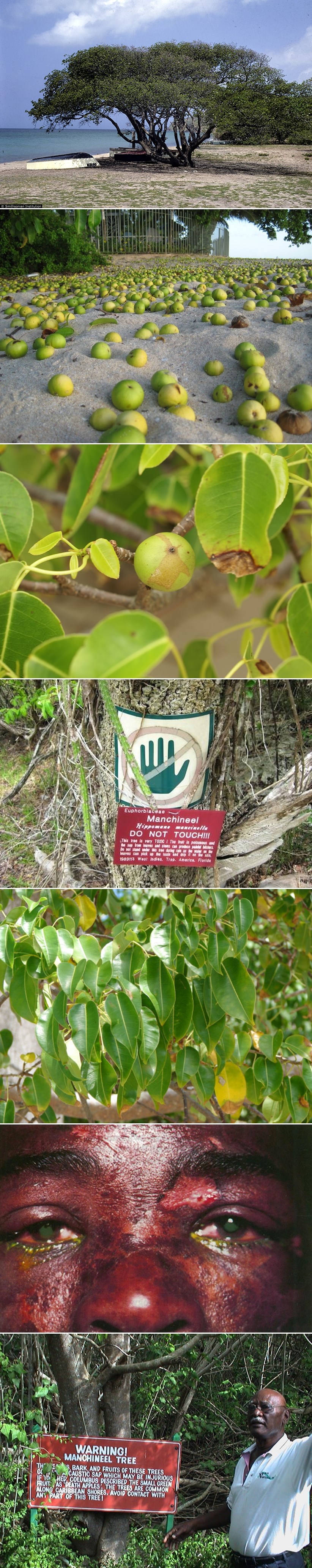 DRVO UBOJICA: Takneš ga i mrtav si, nije šala!