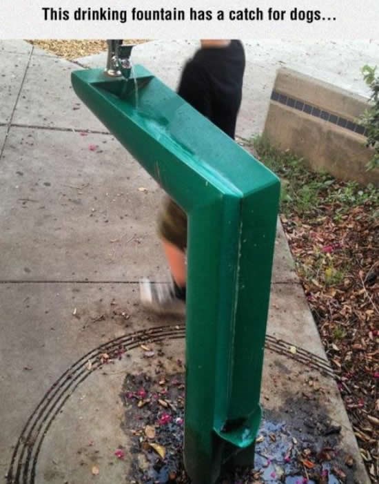 Pametni dizajneri: Fontanica s vodom - i za pse
