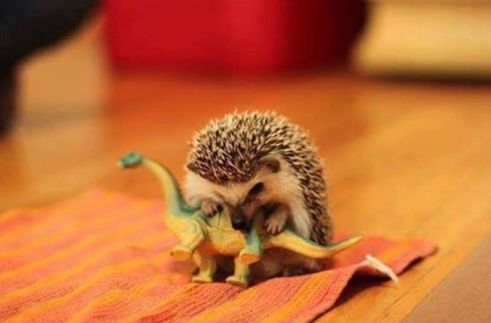 I ježići vole igračke: Dino, sad si moj!