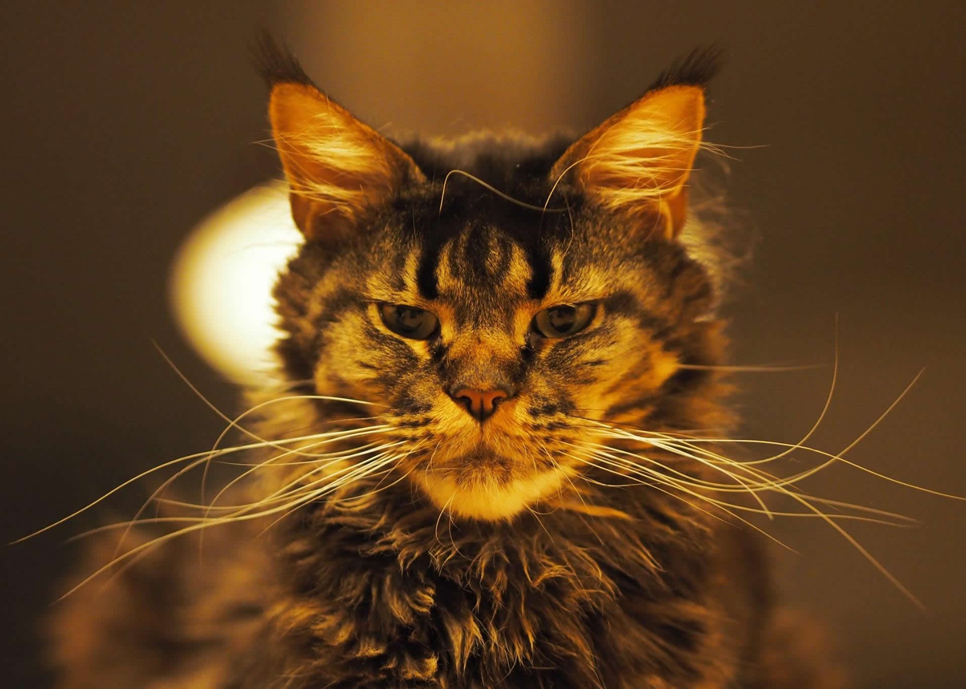 Maine Coon: Veličanstveni tigrovi u malom paketu