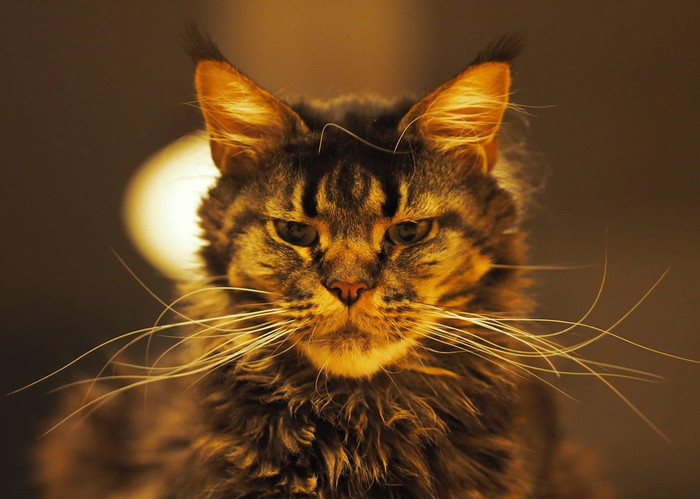 Maine Coon: Veličanstveni tigrovi u malom paketu