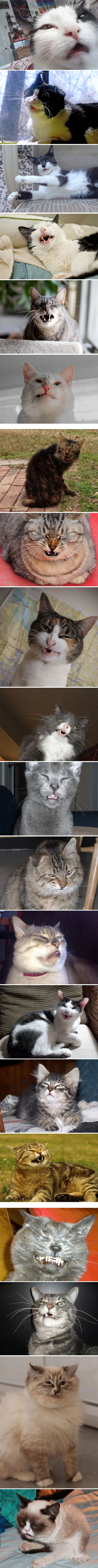 Ove su mace uhvaćene u nezgodnim situacijama i to izgleda urnebesno 