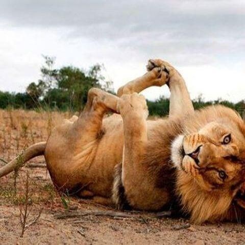 I velike mace vole se maziti i igrati