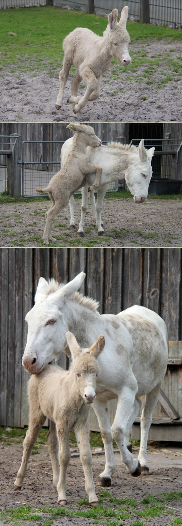 Nestašni bijeli magarčić uživa u igri s mamom
