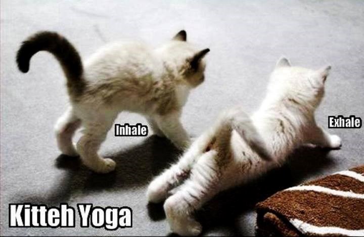 Mačja jutarnja gimnastika