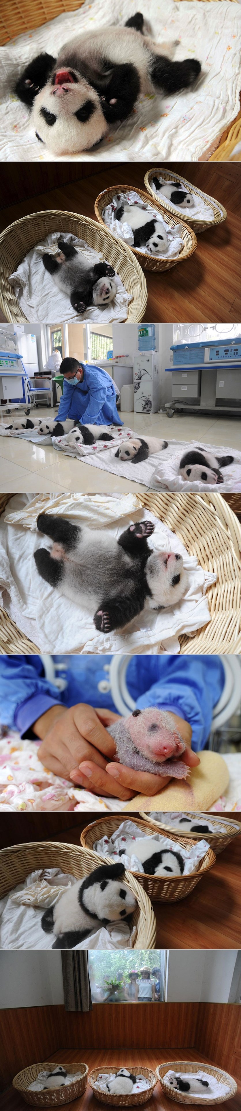 GALERIJA: Novorođene bebe pande oduševile javnost u prvom "nastupu"