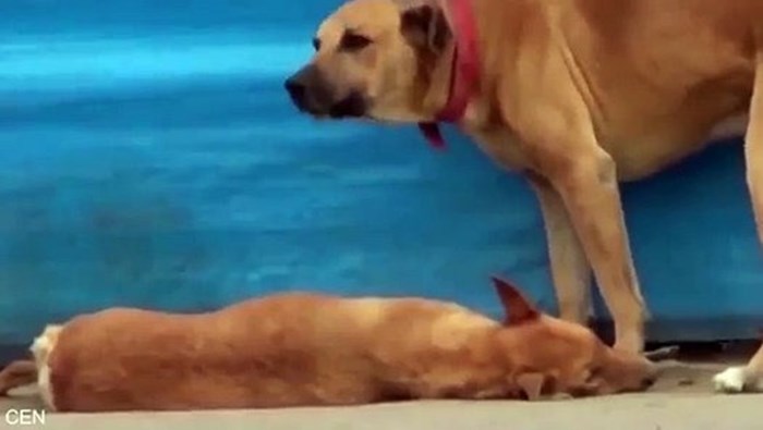 VIDEO: Pas očajnički pokušavao spasiti svog prijatelja i zvao u pomoć