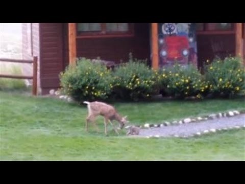 VIDEO: "Bambi" i zeko se zaigrali i skoro odglumili scenu iz crtića!