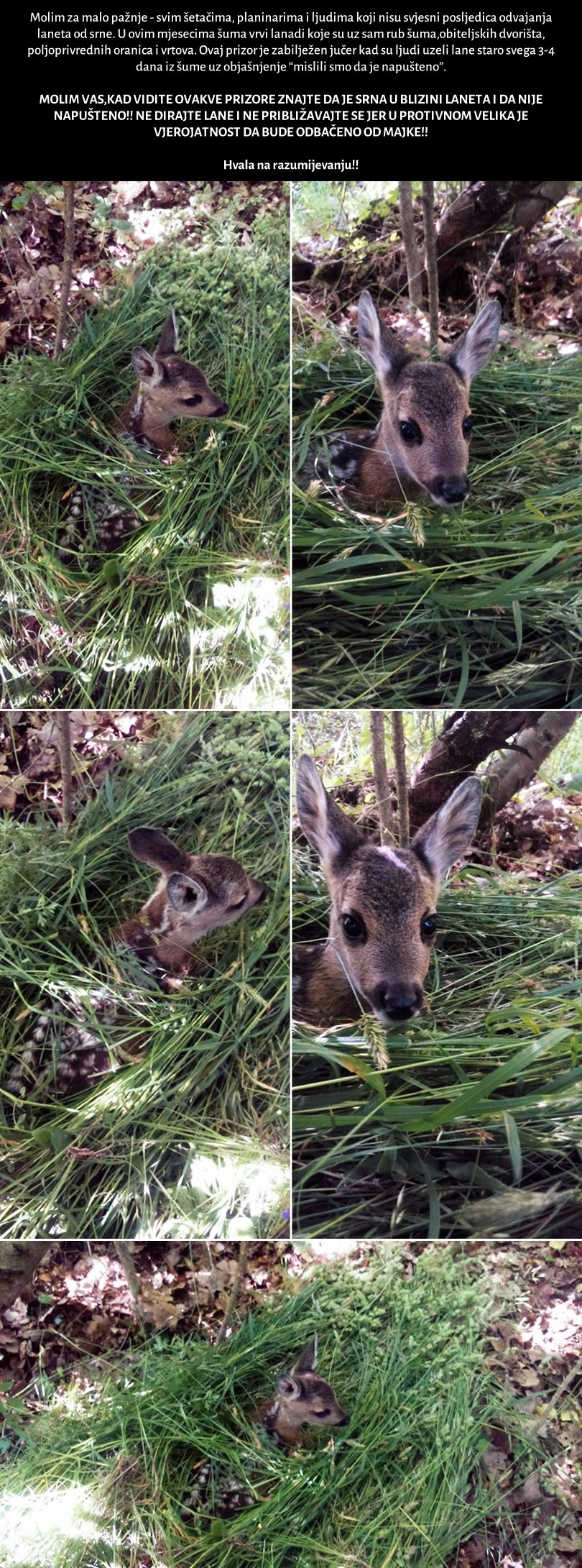 PAŽNJA - PLANINARI: Ne dirajte lanad po šumi, mame će ih odbaciti!