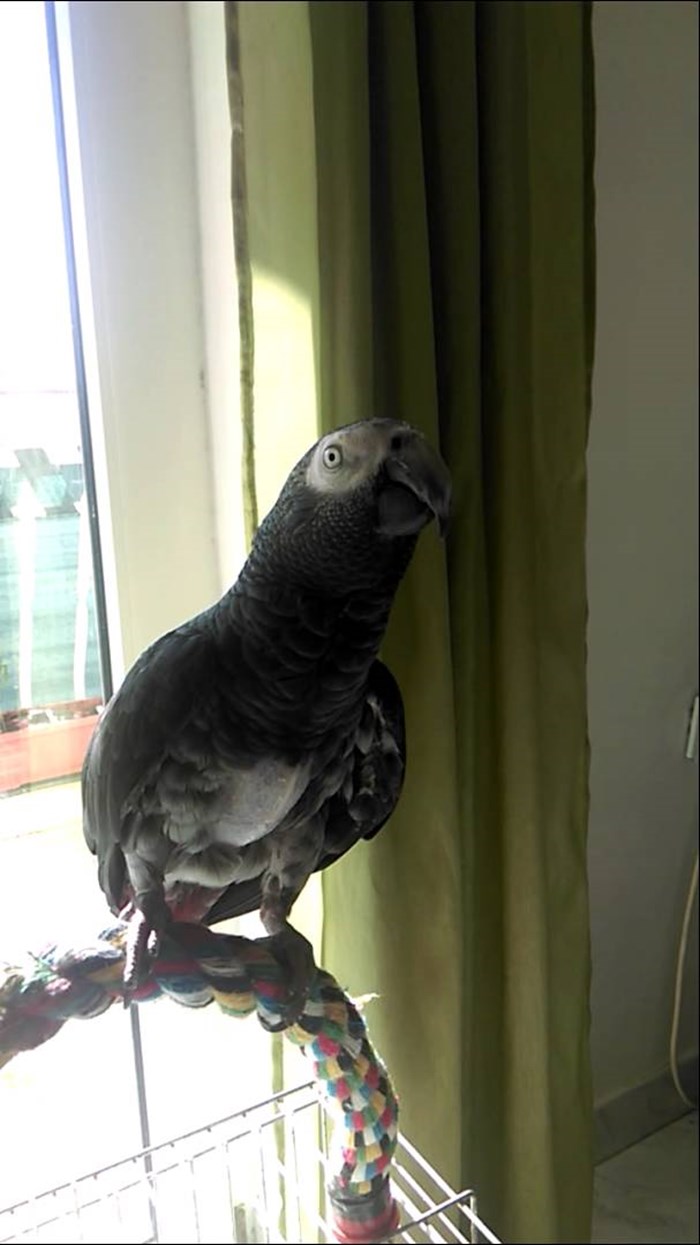 VIDEO: Gangsterska 35-godišnja papiga Hrvatu prijeti smrću!