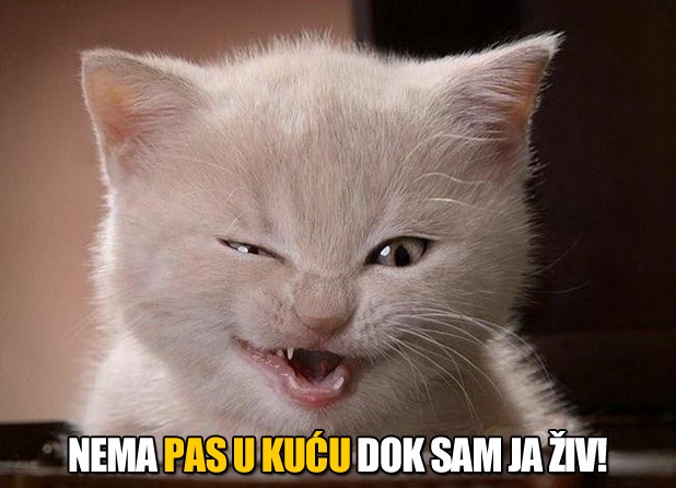 Mačka načula razgovor o potencijalnoj nabavci psa