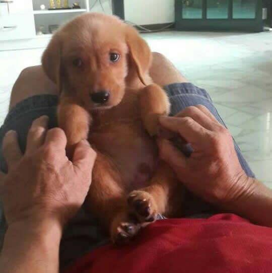 Prvo igranje nakon udomljavanja