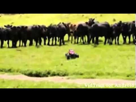 Moderni psi ovčari imaju kotače i idu na baterije