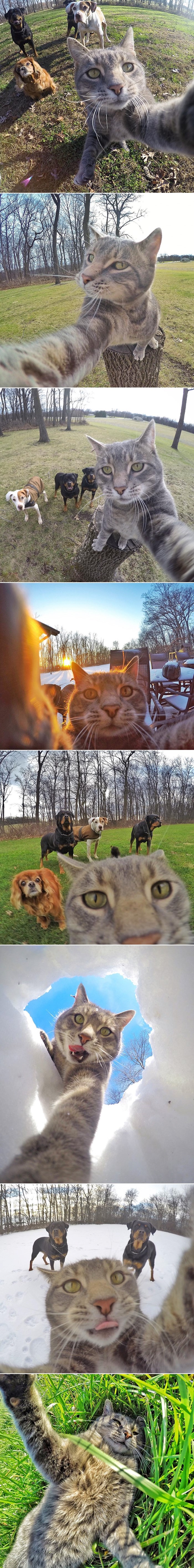 Ova mačka puca bolje selfije s ekipom od vas!