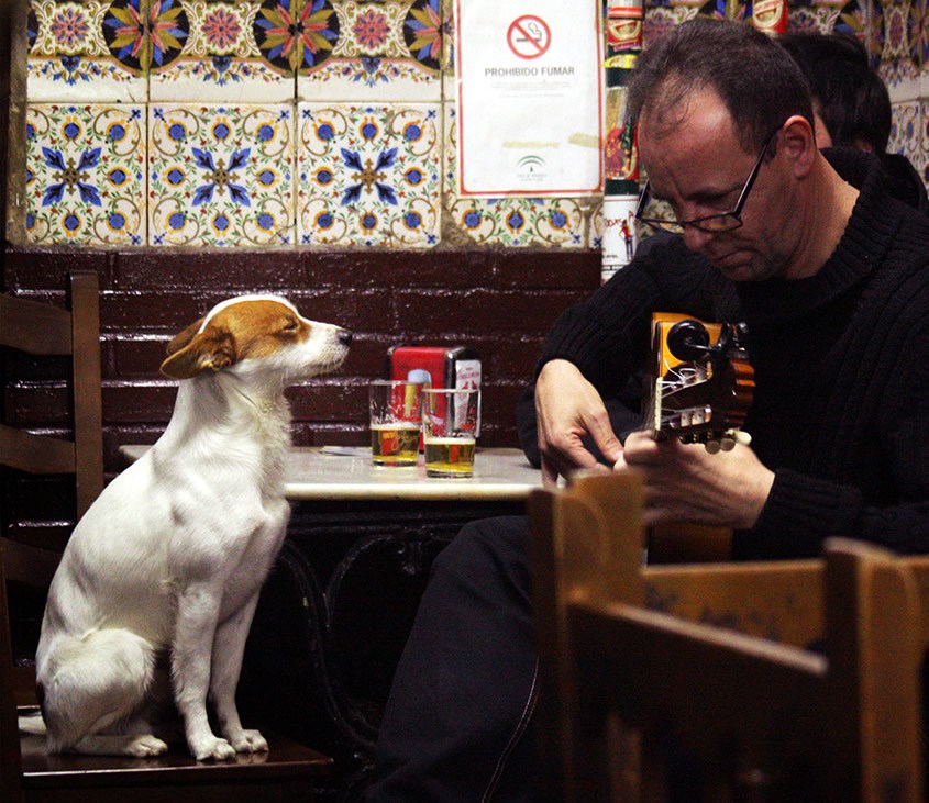 Psić svakog dana svraća u birc slušati flamenco gitarista