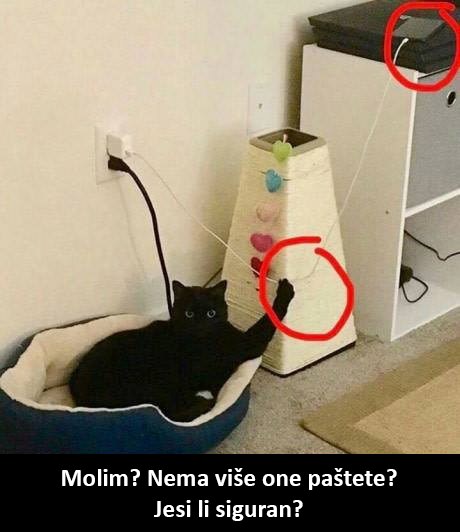 Mačke mogu biti okrutne kada ne dobiju ono što žele