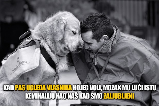 Jeste li znali da vas pas zaista voli?