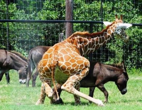 Žirafa bi nešto novo, nešto divlje..