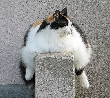 Sumo-mačka trenira prije novog hranjenja