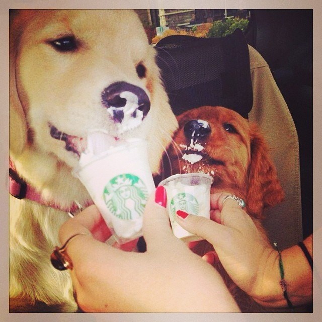 Mali prasci navalili na sladoled nakon šetnje