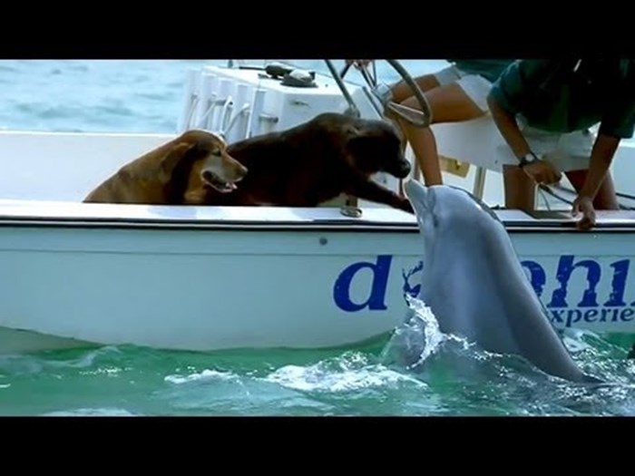 VIDEO: Kakva ljubav! Dupin iskočio iz mora i cmoknuo psa u njušku!
