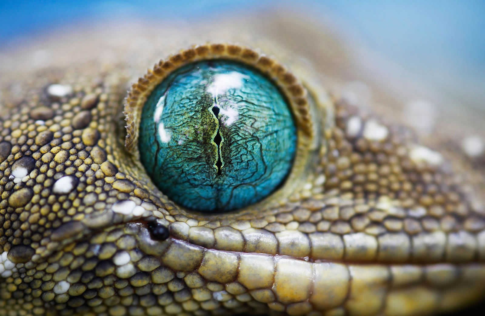 Nevjerojatno gušterovo oko poput umjetničkog djela