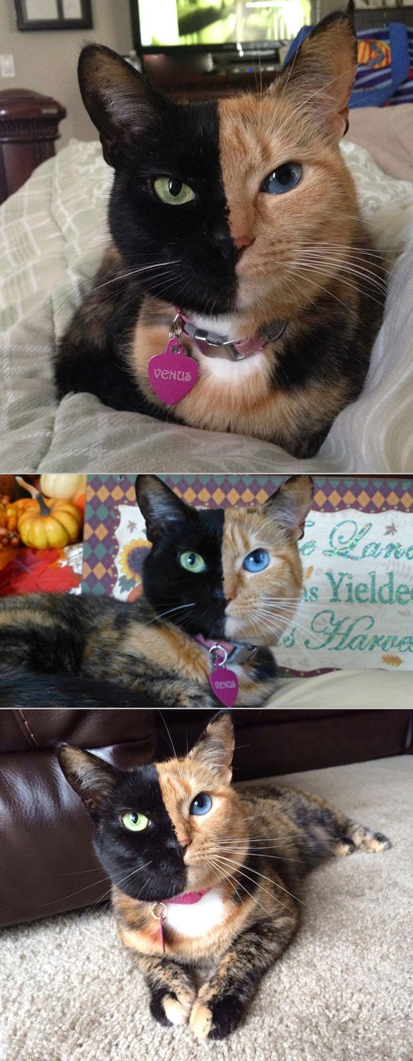 JEDNA DUŠA, A NJIH DVOJE: Maca pola lica pobrala od tigra, pola od pantere