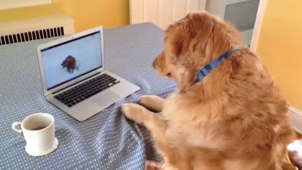 Ovaj je zlatni retriver ovisan o videima životinjica s interneta!
