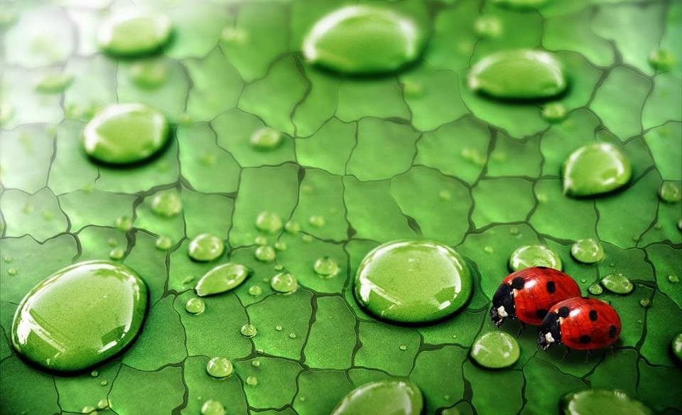 Gle male bubamare nakon kiše...