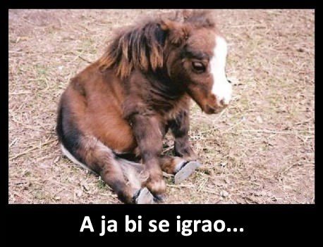 Tužni konjić traži prijatelja: Razveseli ga!