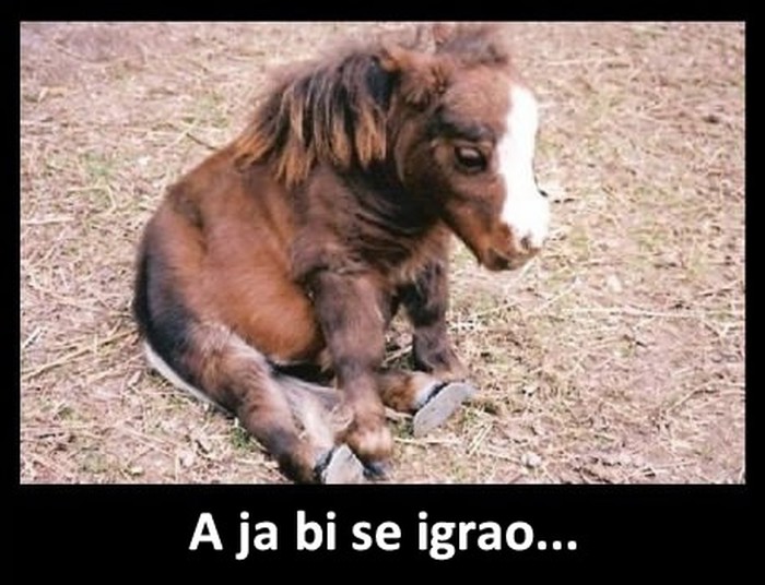 Tužni konjić traži prijatelja: Razveseli ga!