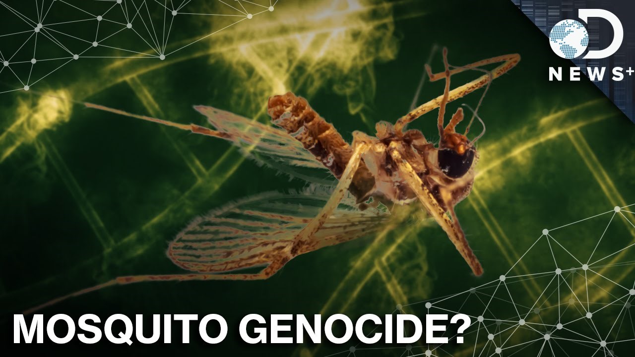 Kako bi izgledao svijet bez komaraca?