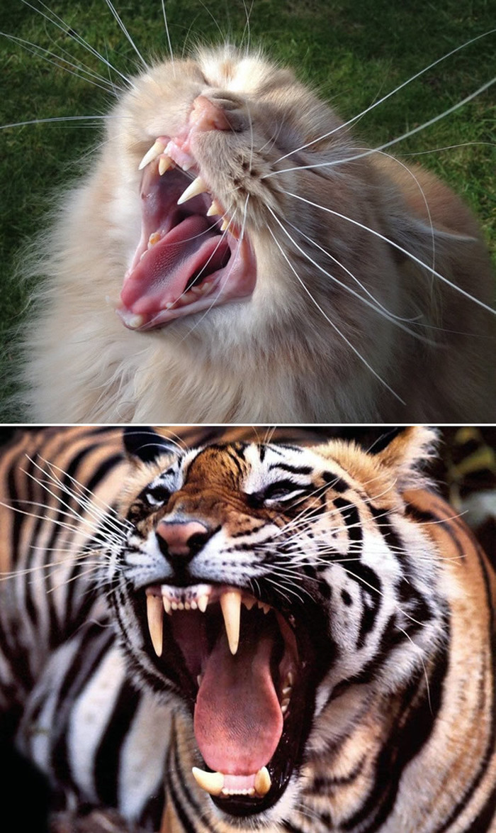 Minijaturni tigar