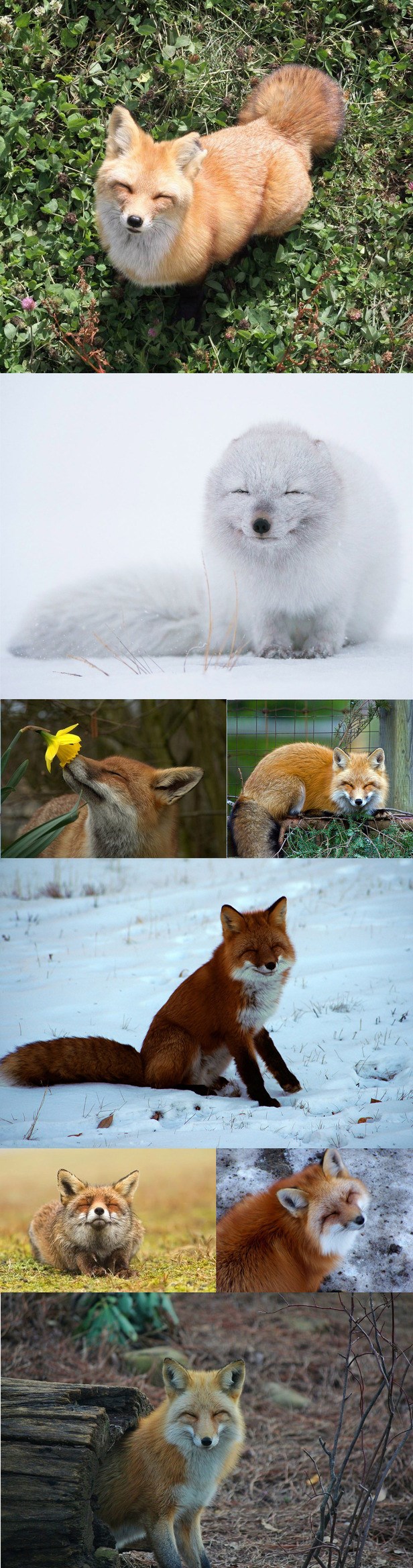 Tko bi rekao da su lije tako sretna stvorenjca