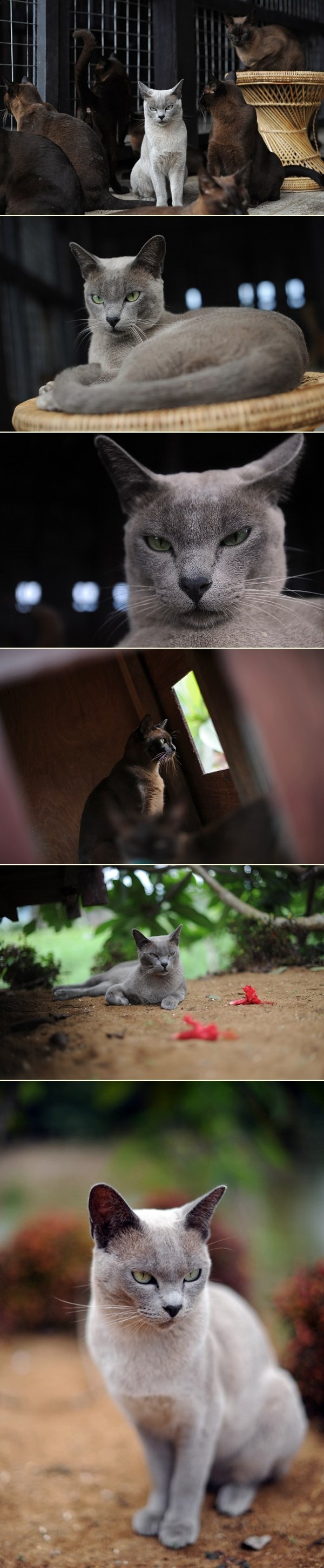 Iz prvog pogleda na mačju ekipu jasno je koja je kraljica