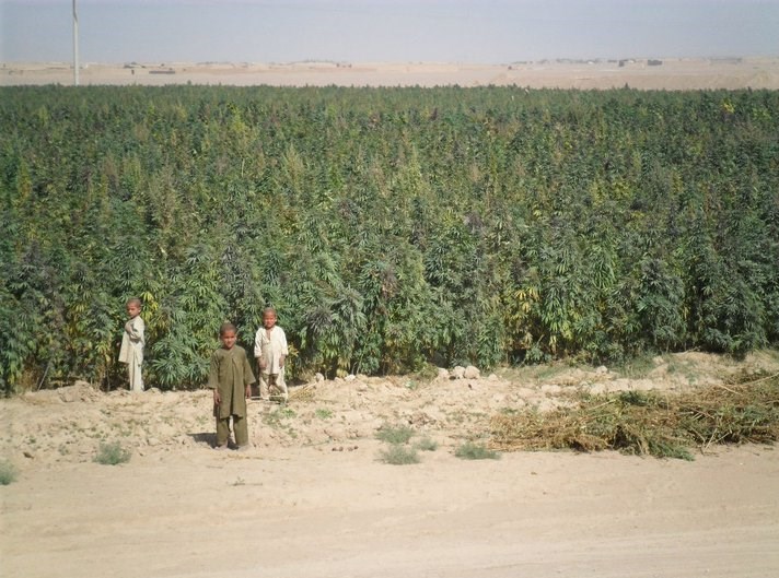 Djeca-čuvari polja marihuane: Afganistan
