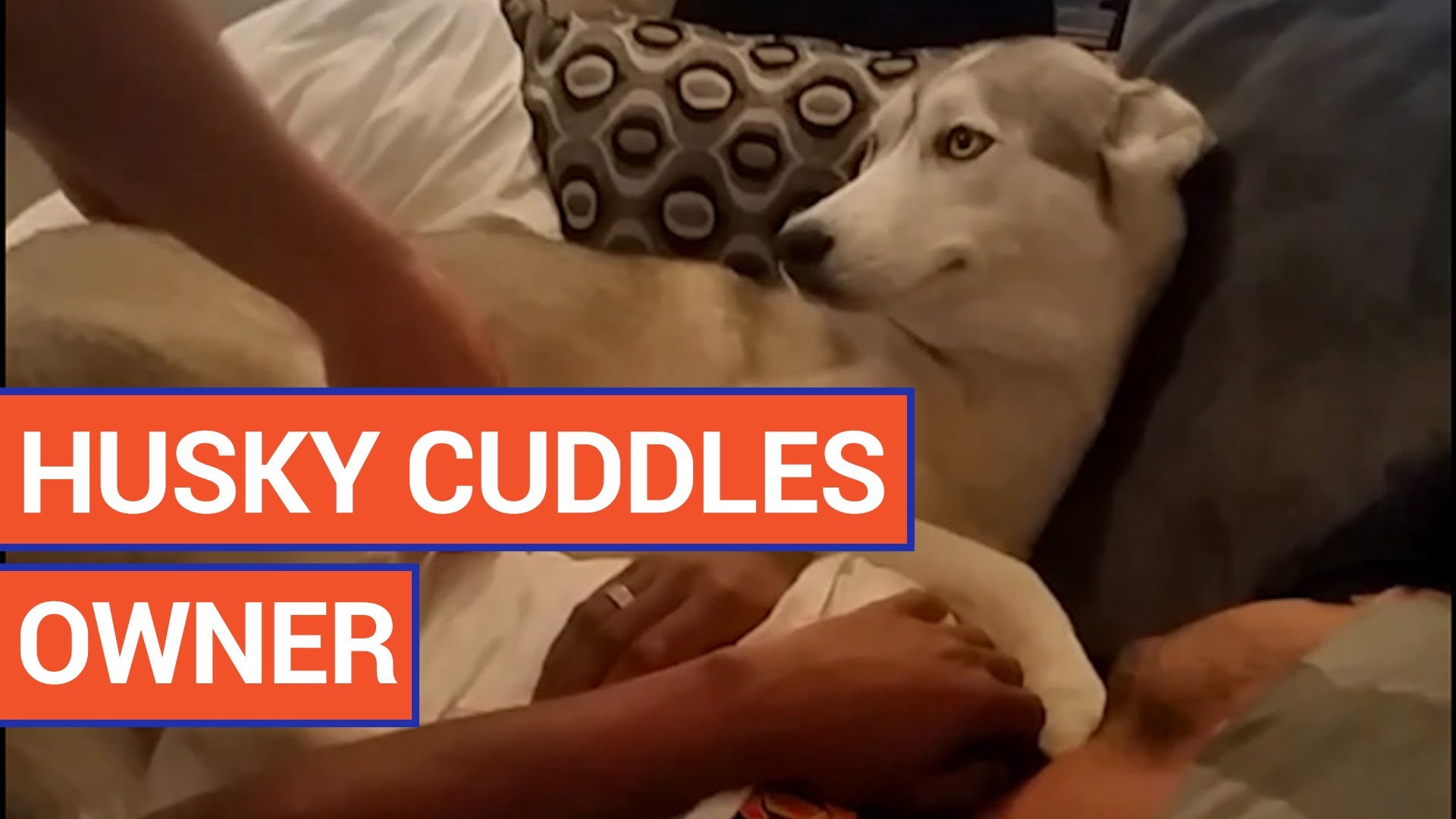 Gunđavi haski se ne da od maženja na kauču