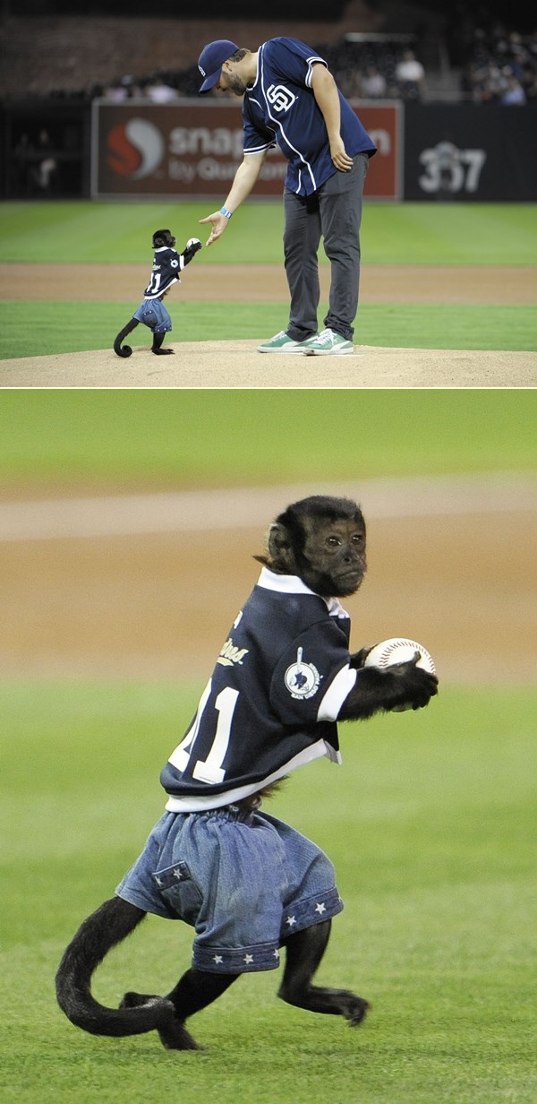 Majmunčić iz "Mamurluka" zaigrao bejzbol