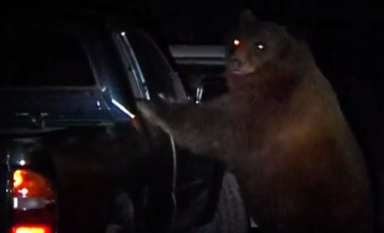 VIDEO: Medvjeđi provalnici obijaju aute, bahate se policiji!
