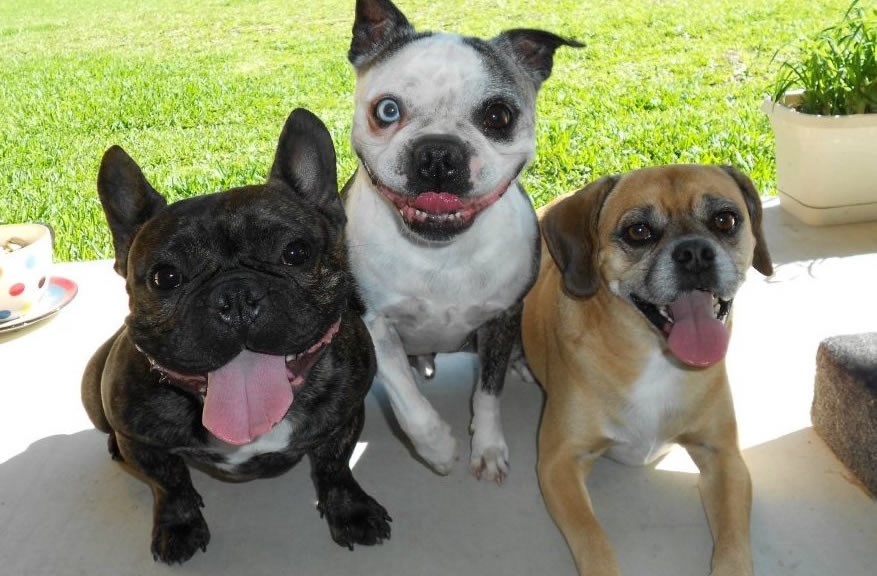 Tri vesela luđaka nakon cjelodnevne igre